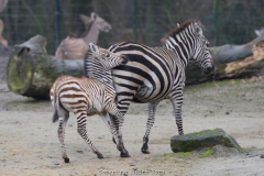 Besuch der Zoom-Welten Afrika und Alaska im Dezember