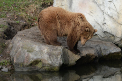 Besuch der Zoom-Welten Afrika und Alaska im Dezember