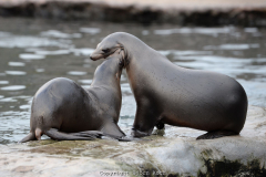 Besuch der Zoom-Welten Afrika und Alaska im Dezember