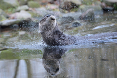 Besuch der Zoom-Welten Afrika und Alaska im Dezember