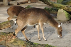 25.12.2005, Münster, Allwetterzoo Münster im Dezember 2007. Bild: Besuch des Allwetterzoo Münster am 1. Weihnachtstag 2007. - Foto: Björn Koch