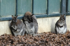 25.12.2005, Münster, Allwetterzoo Münster im Dezember 2007. Bild: Besuch des Allwetterzoo Münster am 1. Weihnachtstag 2007. - Foto: Björn Koch