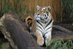 25.12.2005, Münster, Allwetterzoo Münster im Dezember 2007. Bild: Besuch des Allwetterzoo Münster am 1. Weihnachtstag 2007. - Foto: Björn Koch