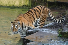 25.12.2005, Münster, Allwetterzoo Münster im Dezember 2007. Bild: Besuch des Allwetterzoo Münster am 1. Weihnachtstag 2007. - Foto: Björn Koch