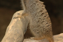 25.12.2005, Münster, Allwetterzoo Münster im Dezember 2007. Bild: Besuch des Allwetterzoo Münster am 1. Weihnachtstag 2007. - Foto: Björn Koch