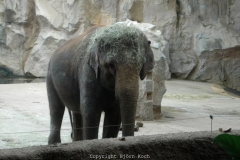 25.12.2005, Münster, Allwetterzoo Münster im Dezember 2007. Bild: Besuch des Allwetterzoo Münster am 1. Weihnachtstag 2007. - Foto: Björn Koch