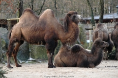 25.12.2005, Münster, Allwetterzoo Münster im Dezember 2007. Bild: Besuch des Allwetterzoo Münster am 1. Weihnachtstag 2007. - Foto: Björn Koch