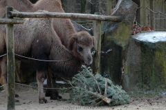 25.12.2005, Münster, Allwetterzoo Münster im Dezember 2007. Bild: Besuch des Allwetterzoo Münster am 1. Weihnachtstag 2007. - Foto: Björn Koch