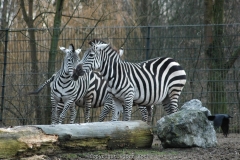 25.12.2005, Münster, Allwetterzoo Münster im Dezember 2007. Bild: Besuch des Allwetterzoo Münster am 1. Weihnachtstag 2007. - Foto: Björn Koch